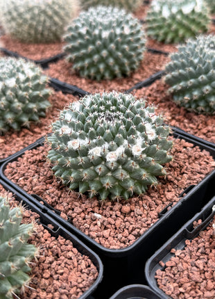 Mammillaria formosa
