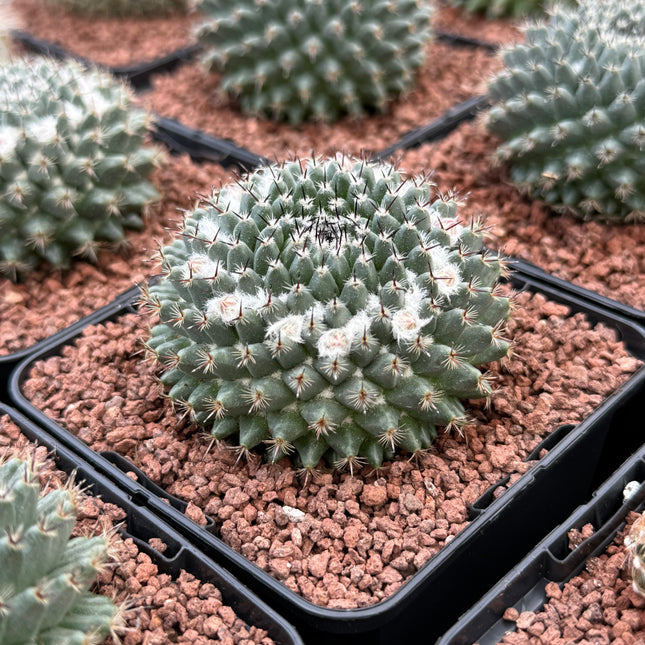 Mammillaria formosa
