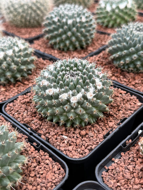 Mammillaria formosa