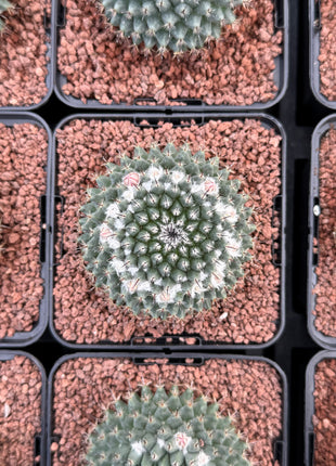 Mammillaria formosa
