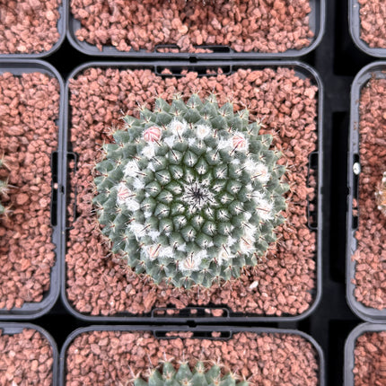 Mammillaria formosa
