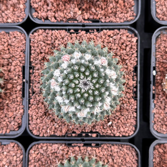 Mammillaria formosa