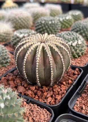 Uebelmannia pectinifera