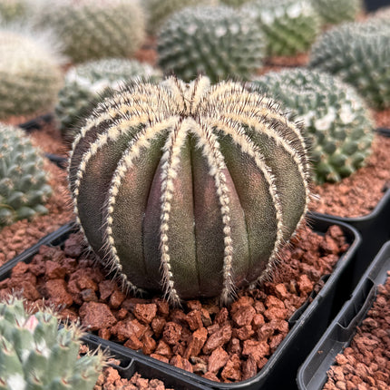 Uebelmannia pectinifera