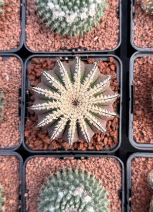 Uebelmannia pectinifera