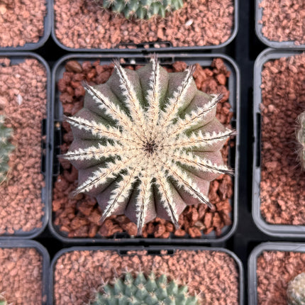 Uebelmannia pectinifera