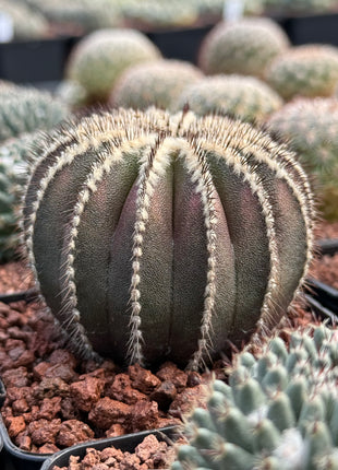 Uebelmannia pectinifera