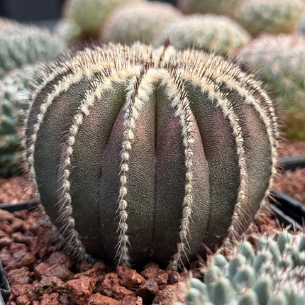 Uebelmannia pectinifera