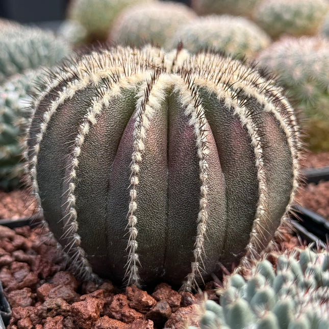 Uebelmannia pectinifera