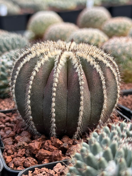 Uebelmannia pectinifera