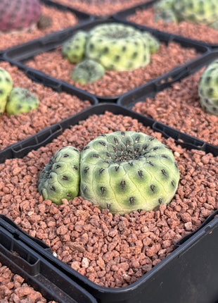 Weingartia rauschii ‘Green Apple’