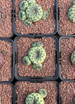 Weingartia rauschii ‘Green Apple’
