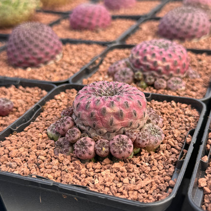 Weingartia rauschii f. violacidermis