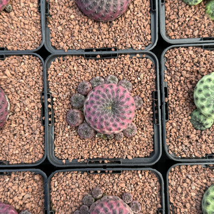 Weingartia rauschii f. violacidermis