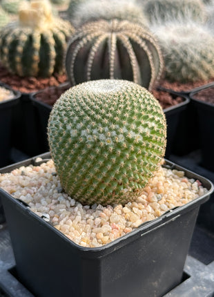 Mammillaria crucigera-Unterarten. Abonnieren