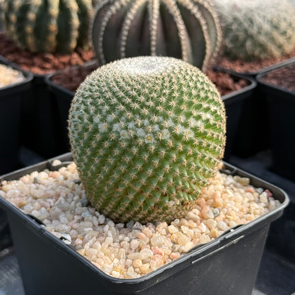 Mammillaria crucigera subs. tlalocii
