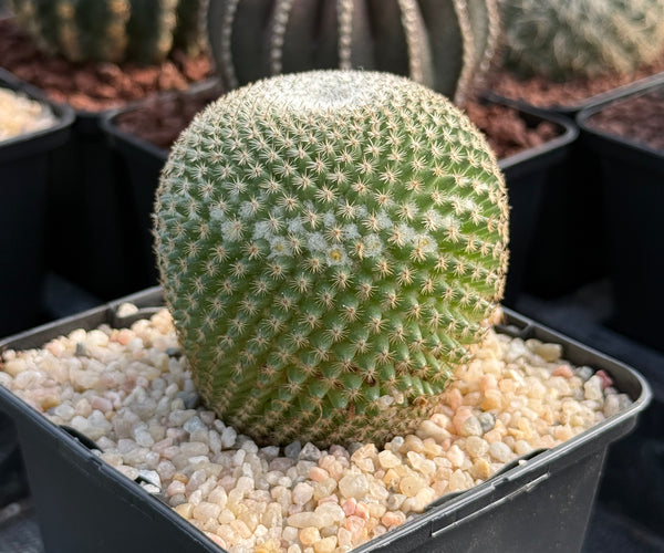 Mammillaria crucigera subs. tlalocii – DesertSTORE.es