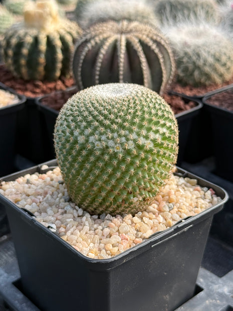 Mammillaria crucigera subs. tlalocii