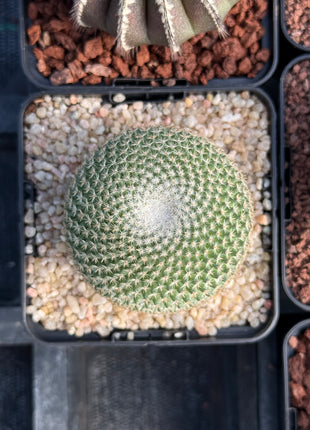 Mammillaria crucigera-Unterarten. Abonnieren