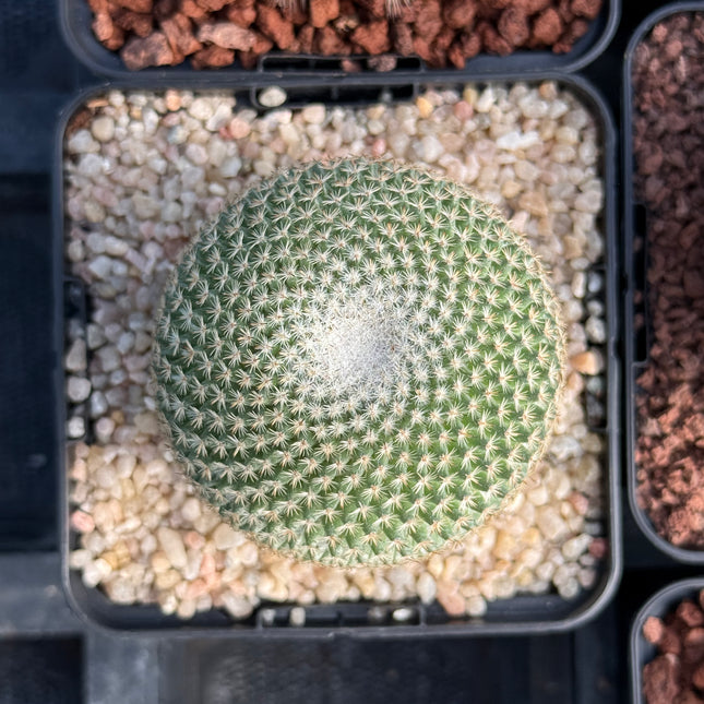 Mammillaria crucigera subs. tlalocii