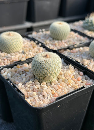 Epithelantha micromeris