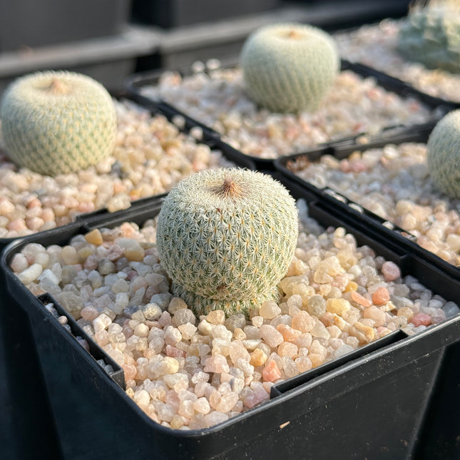 Epithelantha micromeris