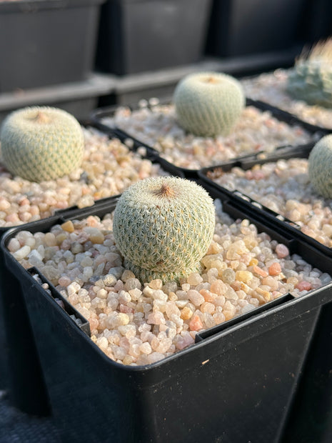 Epithelantha micromeris