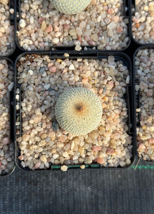 Epithelantha micromeris
