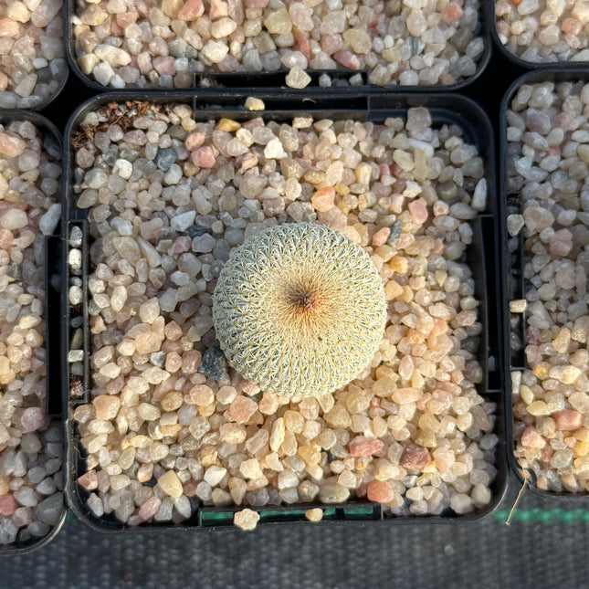 Epithelantha micromeris