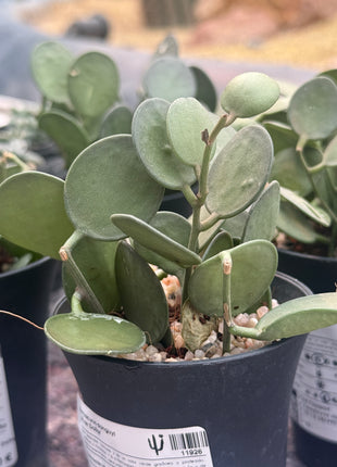 Xerosicyos danguyi ‘Silver Fox’