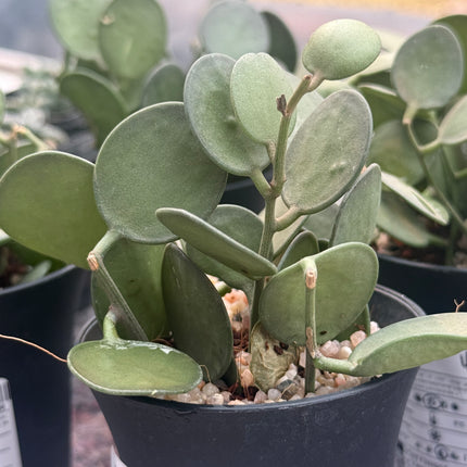 Xerosicyos danguyi 'Silver Fox'