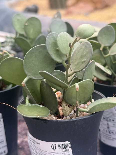 Xerosicyos danguyi ‘Silver Fox’