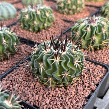 Echinofossulocactus pentacanthus