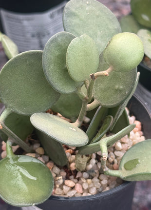 Xerosicyos danguyi ‘Silver Fox’