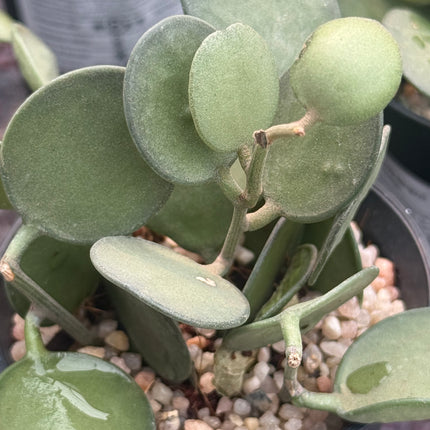 Xerosicyos danguyi 'Silver Fox'