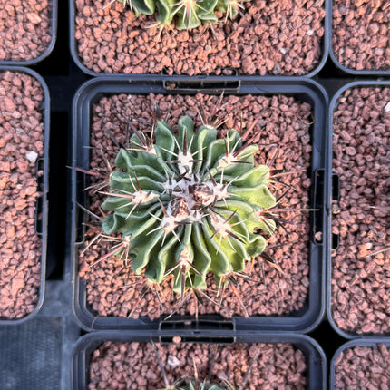 Echinofossulocactus pentacanthus