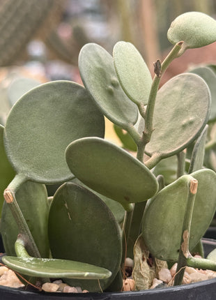 Xerosicyos danguyi ‘Silver Fox’