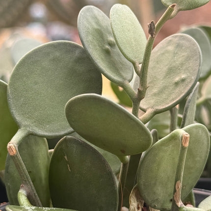 Xerosicyos danguyi 'Silver Fox'