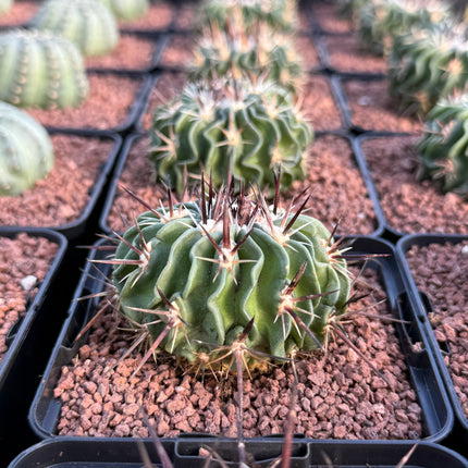 Echinofossulocactus pentacanthus