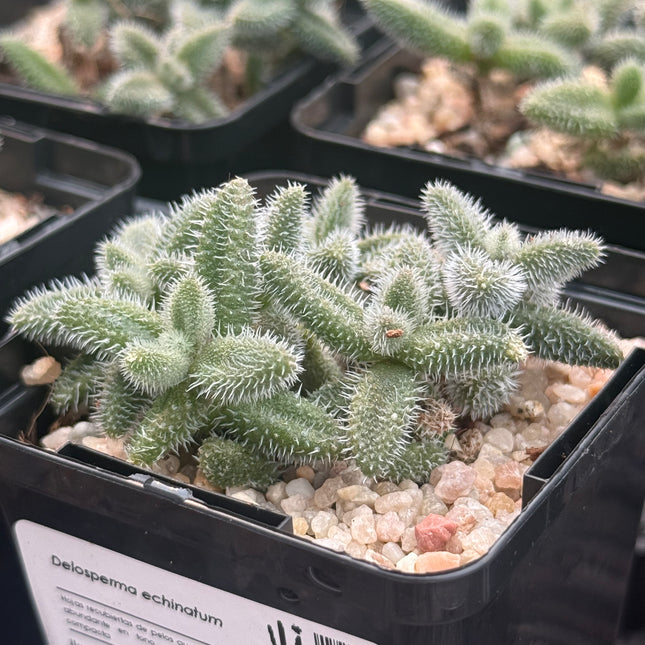 Delosperma echinatum