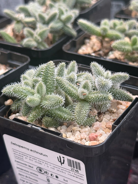 Delosperma echinatum