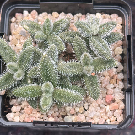 Delosperma echinatum