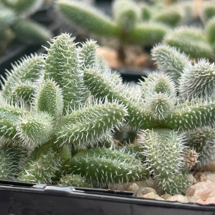Delosperma echinatum