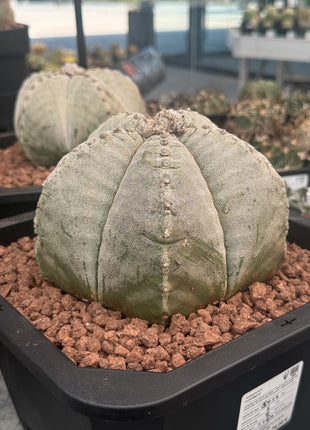Astrophytum myriostigma Large Specimen!