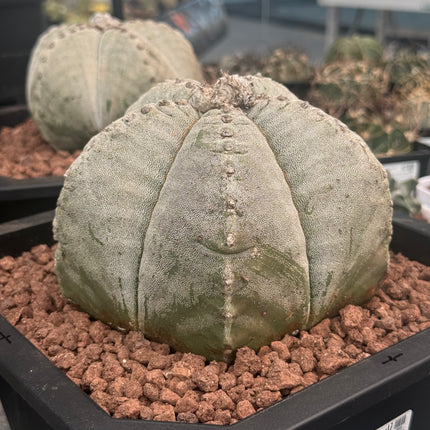 Astrophytum myriostigma ¡Gran Ejemplar!