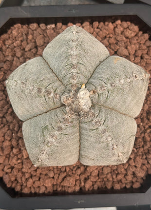 Astrophytum myriostigma Large Specimen!
