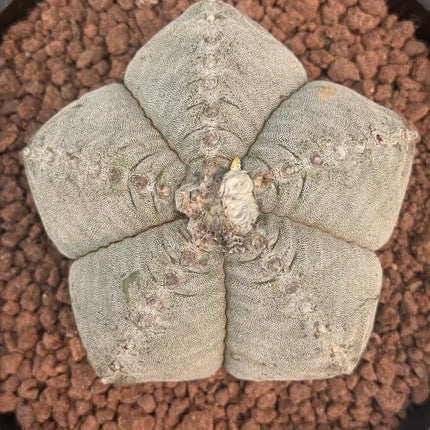 Astrophytum myriostigma ¡Gran Ejemplar!