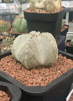 Astrophytum myriostigma Large Specimen!