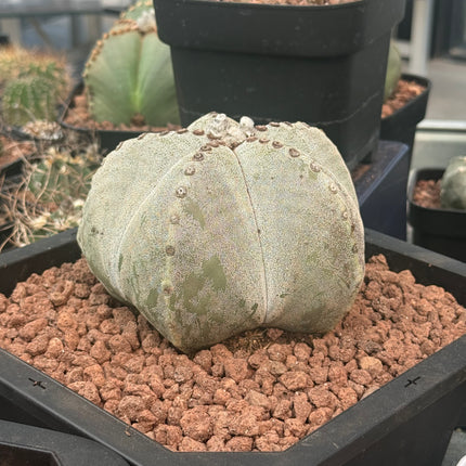 Astrophytum myriostigma ¡Gran Ejemplar!