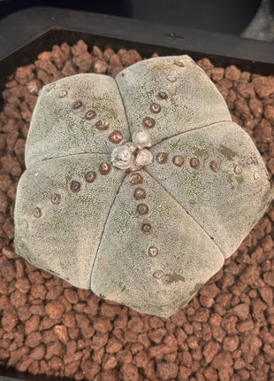 Astrophytum myriostigma Large Specimen!